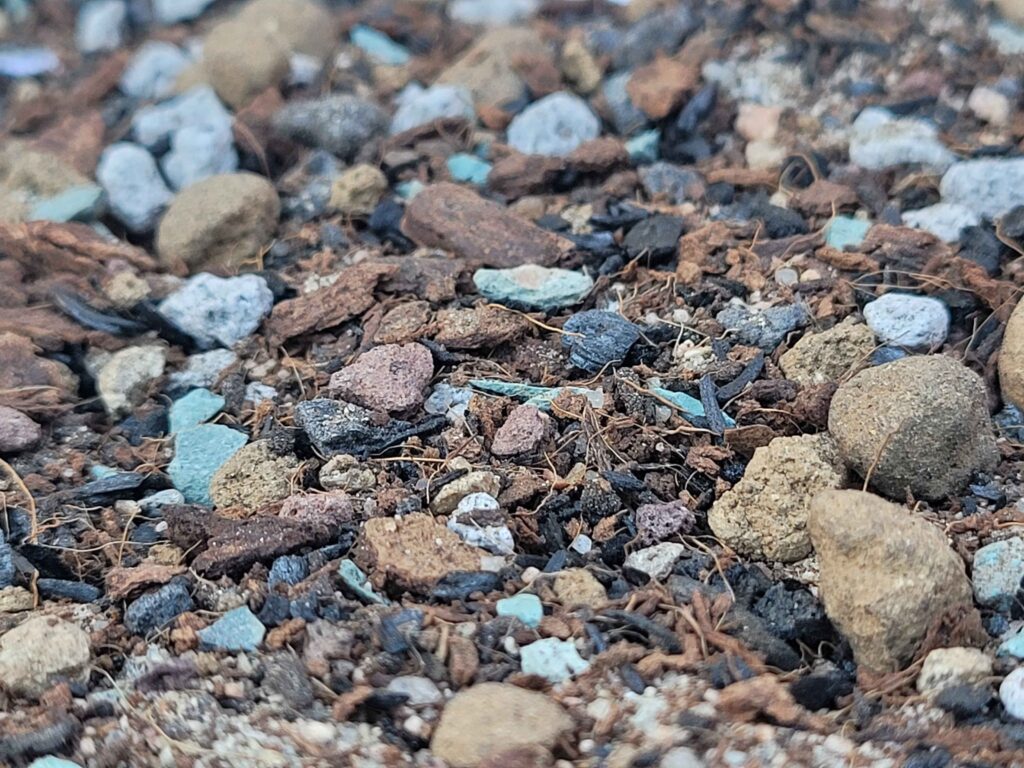 Succulent and Cactus Mix