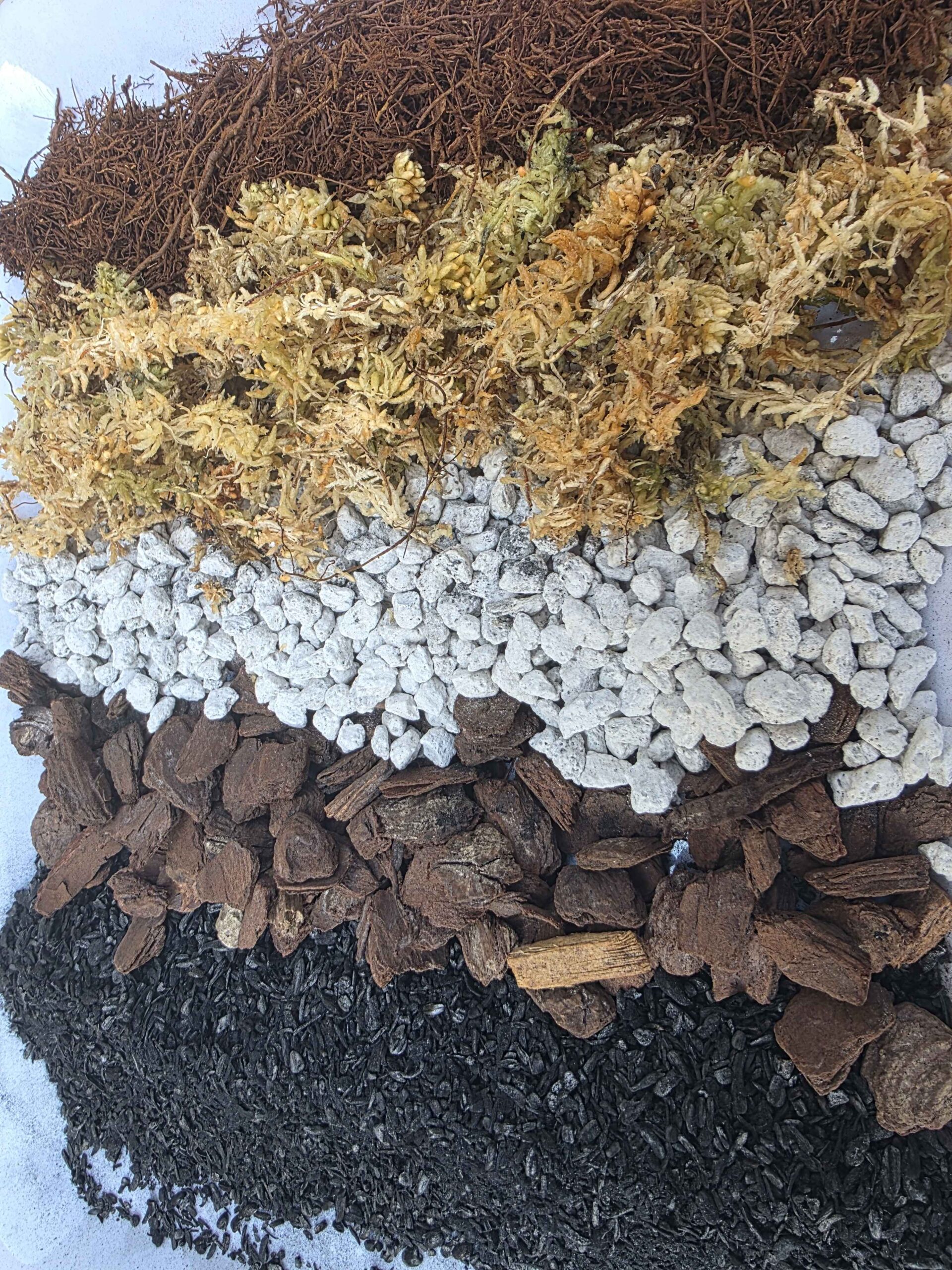 Nepenthes Mix - Image 10