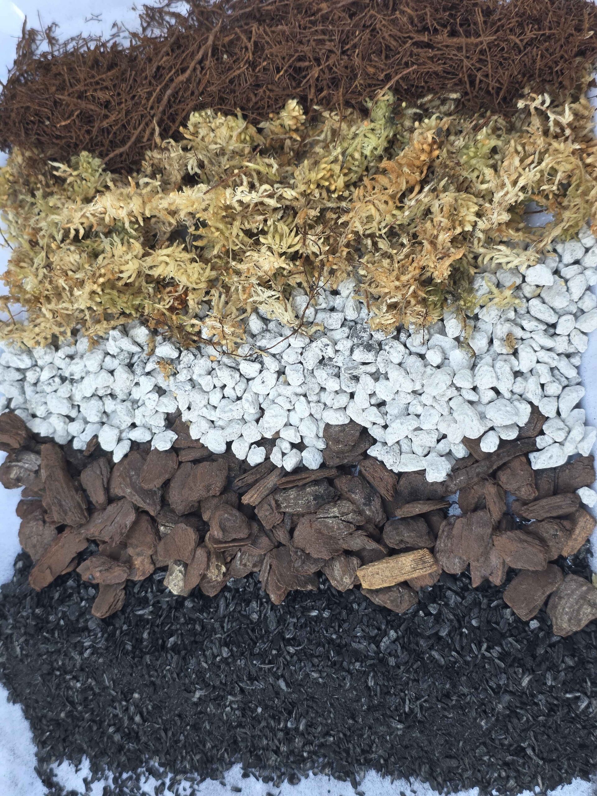 Nepenthes Mix - Image 9