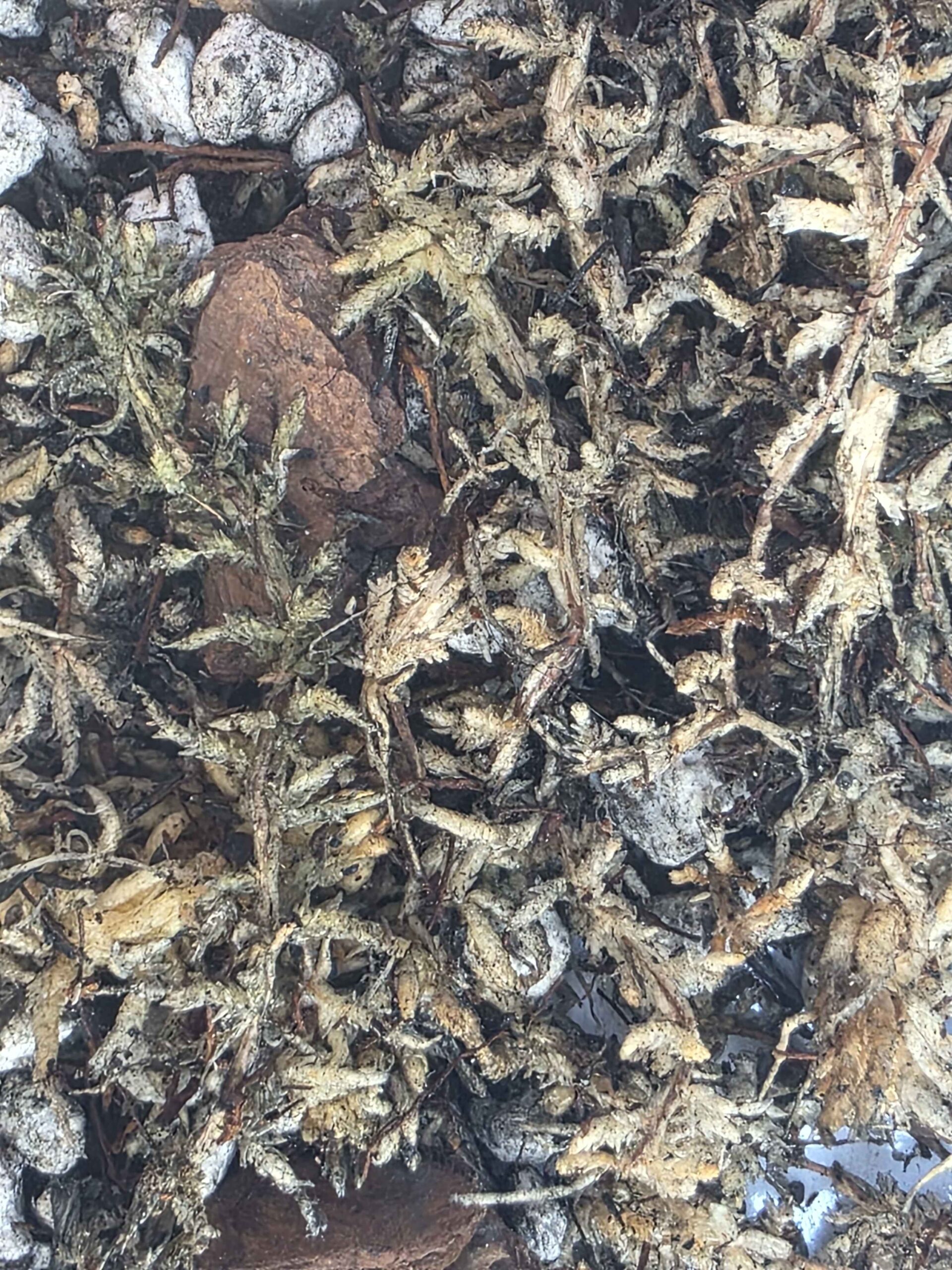 Nepenthes Mix - Image 4
