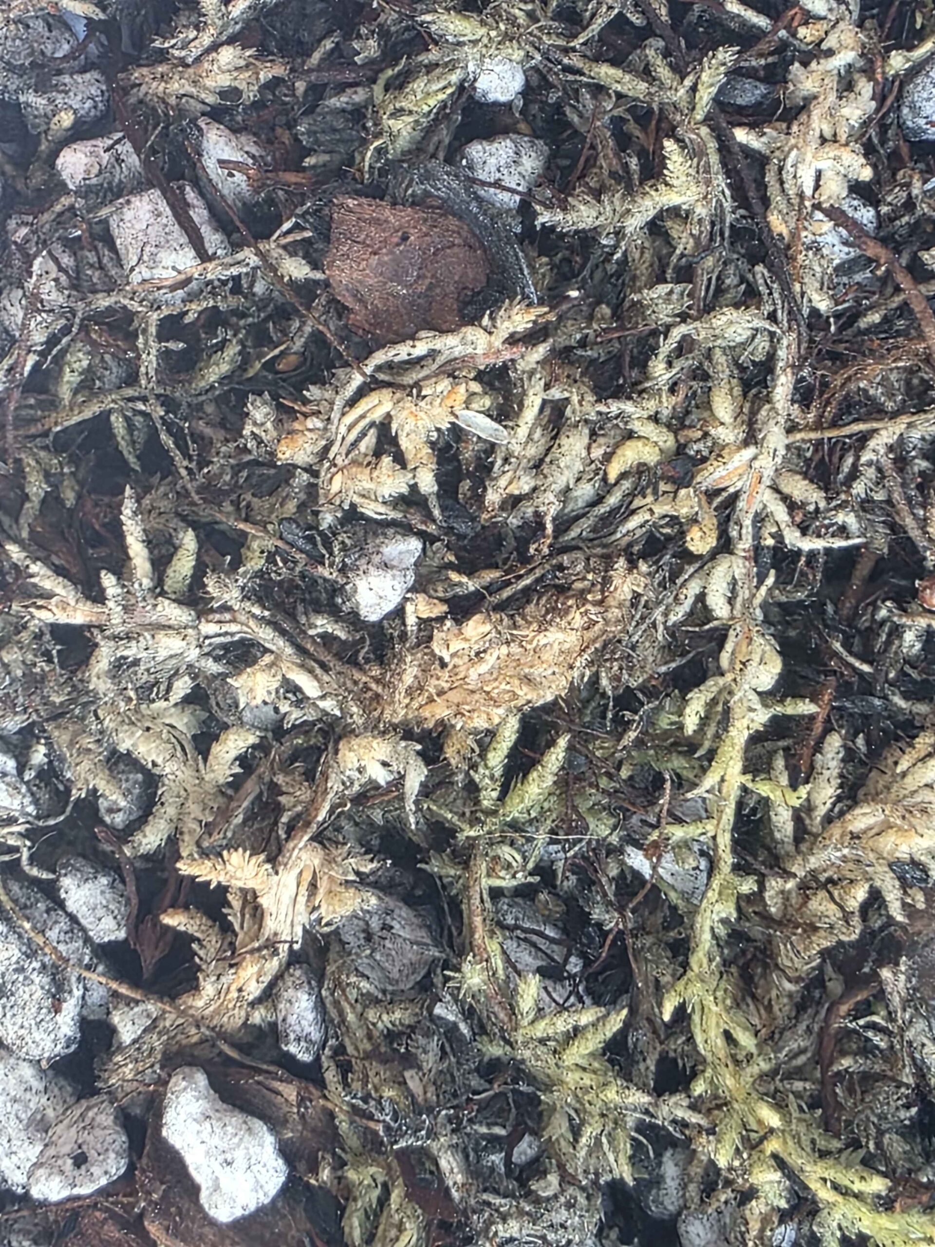 Nepenthes Mix - Image 2