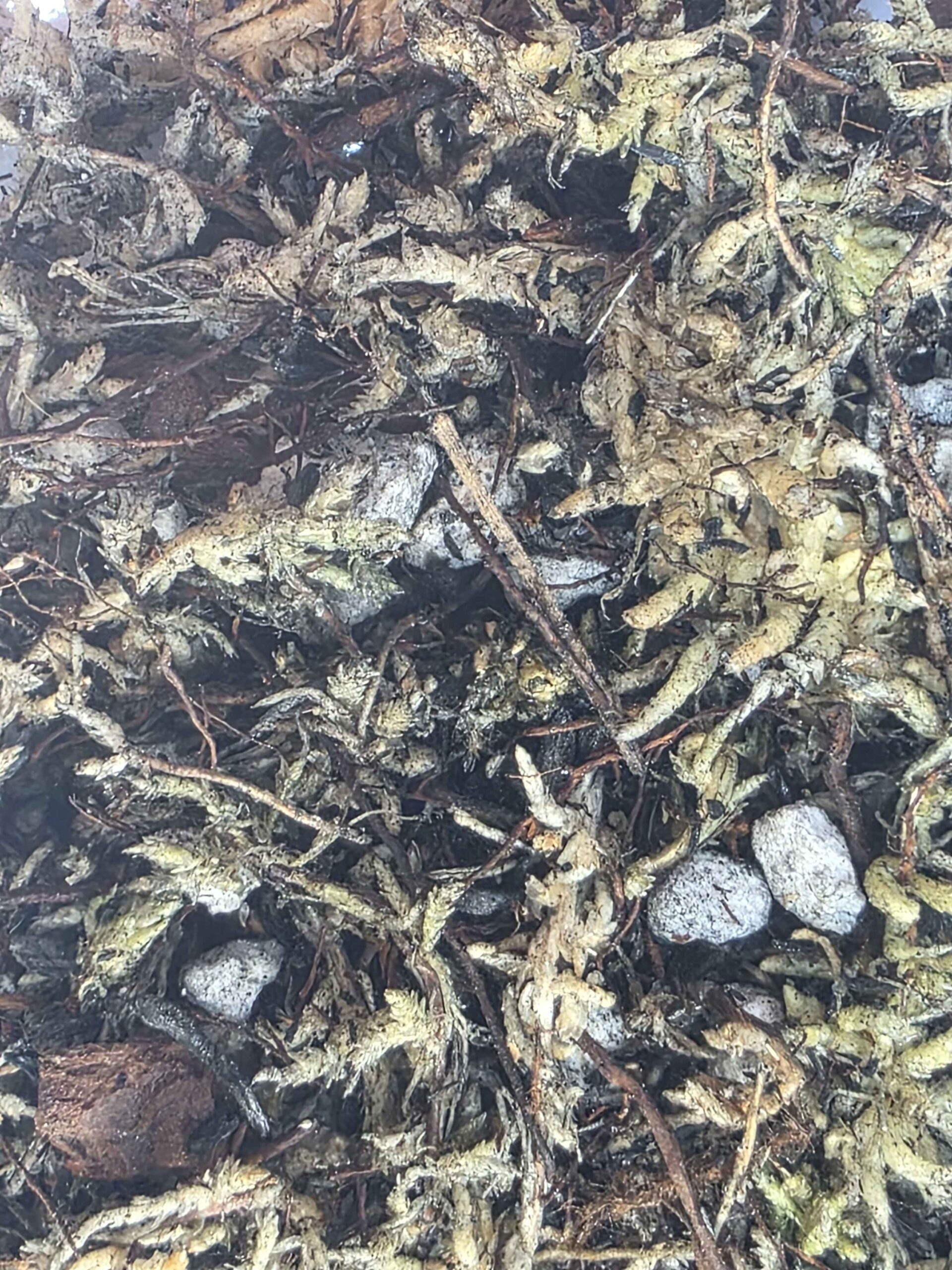 Nepenthes Mix - Image 11